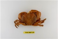 藏品(光手酋婦蟹)的圖片